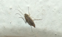 Chironomidae
