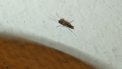 Chironomidae