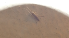 Chironomidae