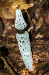 Staheliomyces cinctus