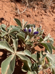 Pediomelum megalanthum