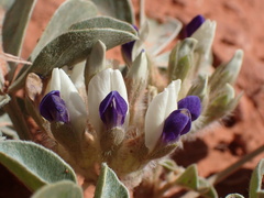 Pediomelum megalanthum