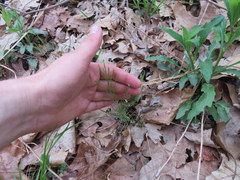 Cardamine parviflora
