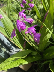 Bletilla