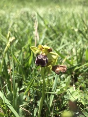 Ophrys vasconica