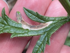 Calycomyza verbenae