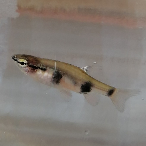 Banded Pyrrhulina