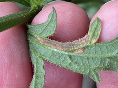 Calycomyza verbenae
