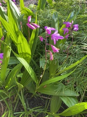 Bletilla