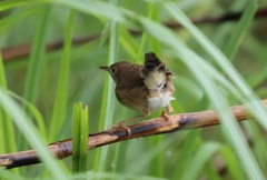 Cisticola brachypterus