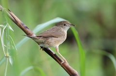 Cisticola brachypterus