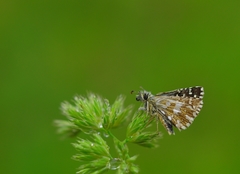 Pyrgus malvoides
