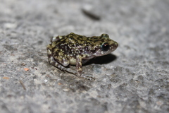 Spotted Chirping Frog photo 2