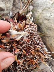 Protea cryophila