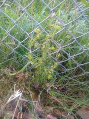 Dicliptera squarrosa