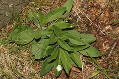 Pilosella aurantiaca