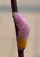 Mimocalla gigantea