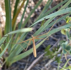 Apterobittacus apterus