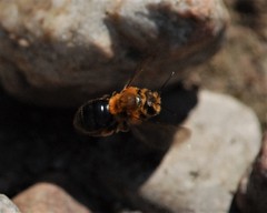 Andrena dunningi