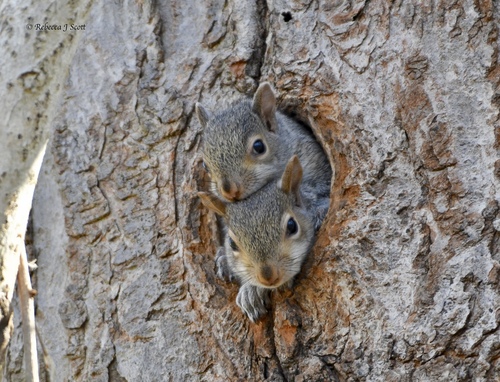 Northern Gray Squirrel photographed in New Hampshire