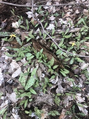 Erythronium americanum