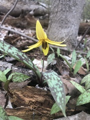 Erythronium americanum