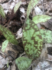 Erythronium americanum