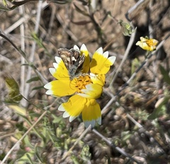 Heliothodes
