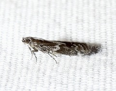 Moodna