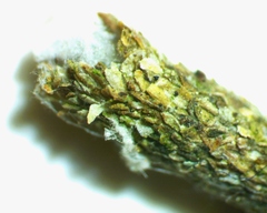 Zamopsyche commentella