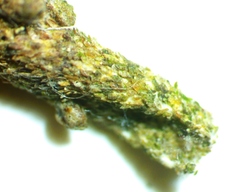 Zamopsyche commentella