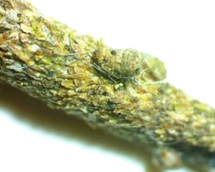Zamopsyche commentella