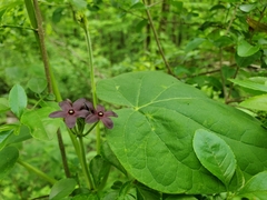 Matelea carolinensis