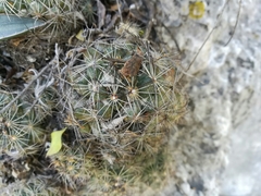 Coryphantha neglecta