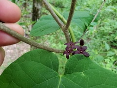 Matelea carolinensis