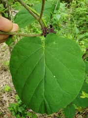 Matelea carolinensis