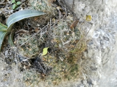 Coryphantha neglecta