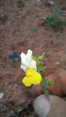 Nemesia ligulata