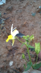 Nemesia ligulata