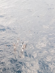 Globicephala