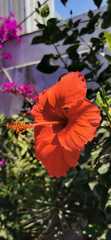 Hibiscus