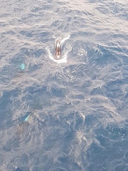 Globicephala