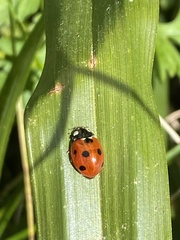 Coccinella septempunctata