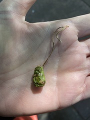 Callirhytis congregata