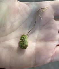 Callirhytis congregata