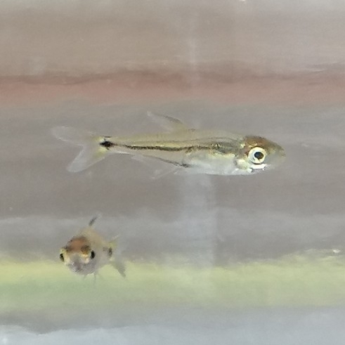 Tyttobrycon hamatus