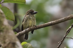 Pogoniulus scolopaceus