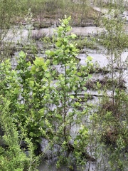 Platanus occidentalis