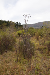Leucadendron floridum