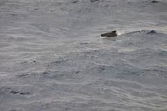 Globicephala